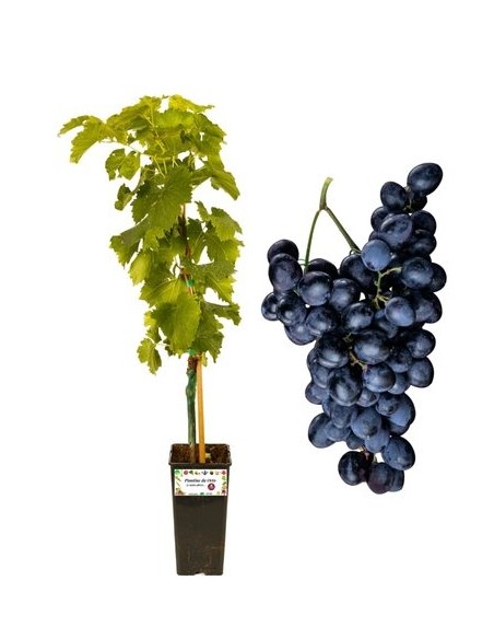 Schwarze kernlose Weinrebe, 2-Liter-Topf