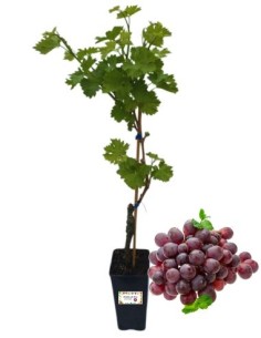 Kardinal (schwarz) Tafeltraubenrebe, 2-Liter-Glas