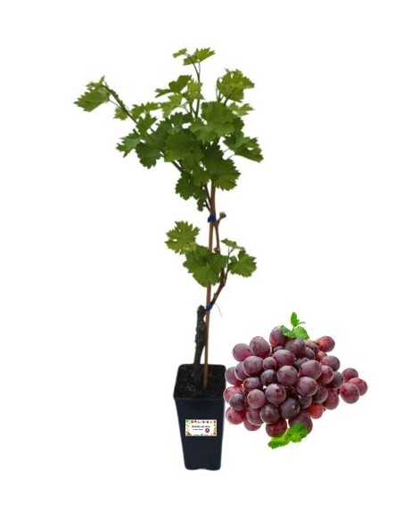 Cardinal (nera) Vite da Tavola Vaso 2L