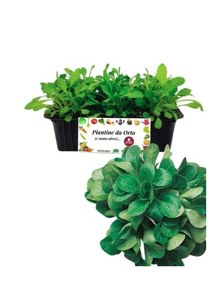 Valeriana da Insalata 9 Piantine