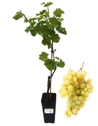 Delilah (weiß) Ökologische Weinrebe, 2-Liter-Glas