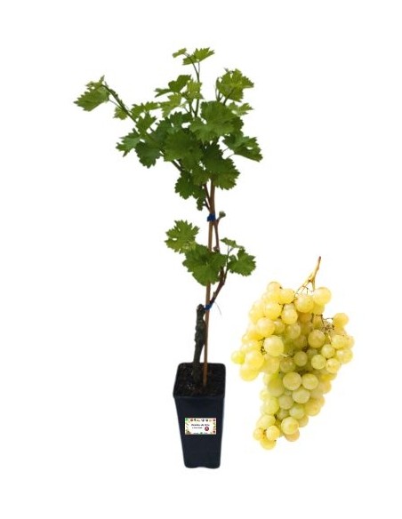 Delilah (weiß) Ökologische Weinrebe, 2-Liter-Glas