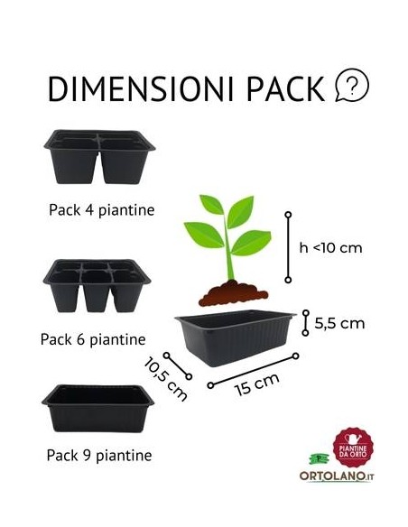 Valeriana da Insalata 9 Piantine