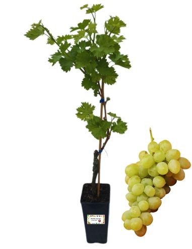 Fanny Table Weinglas 2L