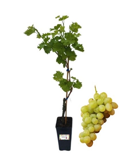 Fanny Table Weinglas 2L