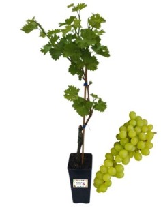 Französische weiße Trauben, 2-Liter-Glas