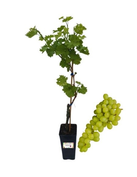 Französische weiße Trauben, 2-Liter-Glas