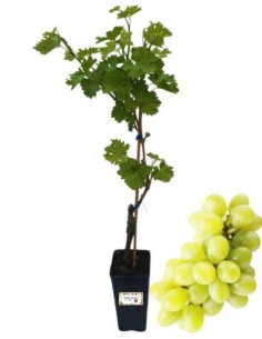 Gold Life Muscat Tischwein 2L Glas
