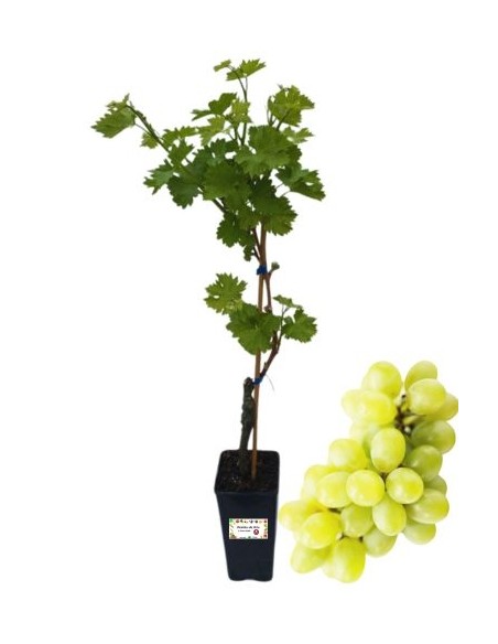 Gold Life Muscat Vite da Tavola Vaso 2L