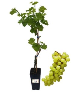 Italia Vite da Tavola Vaso 2L