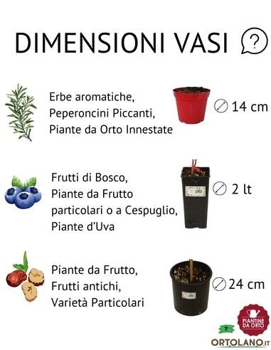 Flieder-Tischrebe, 2-Liter-Glas