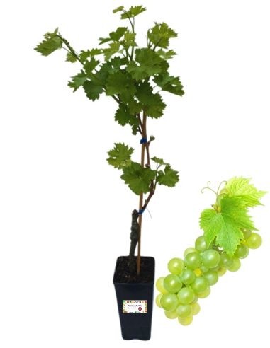 Matilde Vite Table Vine 2L Glas