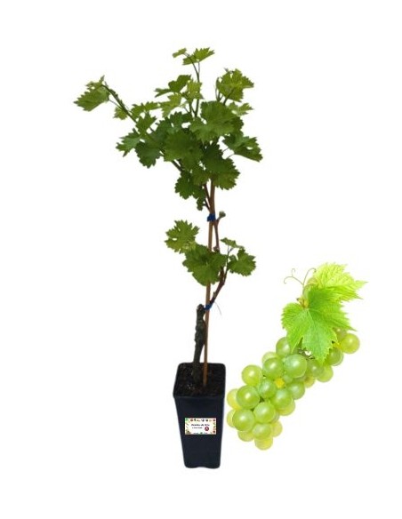 Matilde Vite Table Vine 2L Glas