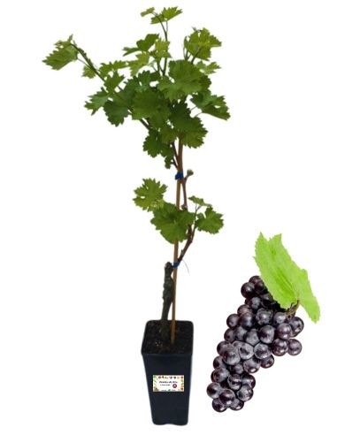 Hamburger Muskateller (schwarz), 2-Liter-Glas