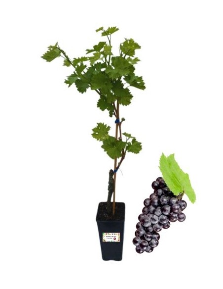 Hamburger Muskateller (schwarz), 2-Liter-Glas