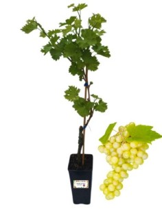 Weißer Moscato, 2-Liter-Glas