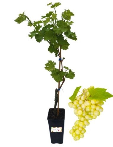 Moscato Giallo Vaso 2L