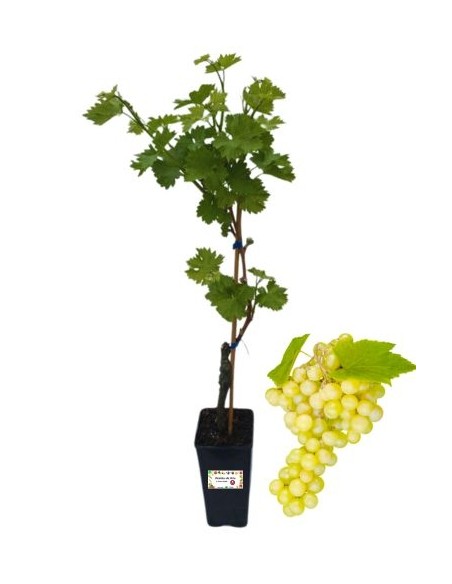 Moscato Giallo Vaso 2L