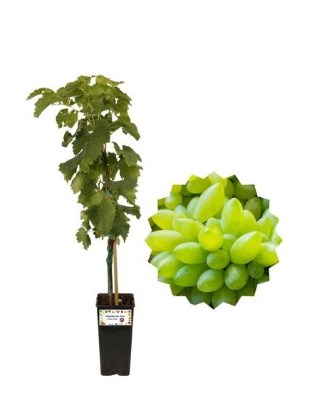 Pizzutello Bianco Vaso 2L