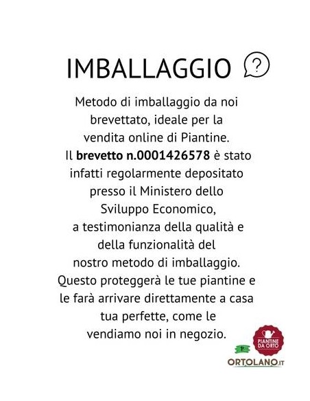 Pizzutello Bianco Vaso 2L