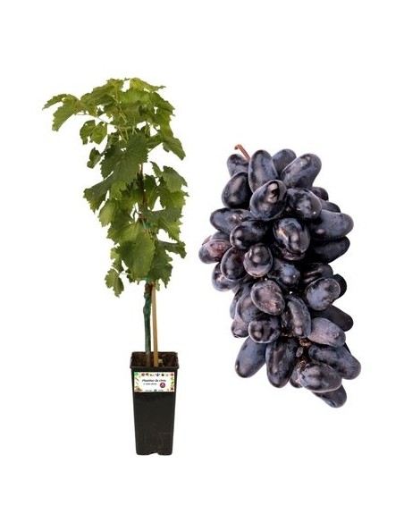 Pizzutello Nero Vaso 2L