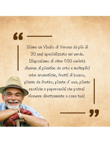 Uva Fragola Nera Vaso 2L