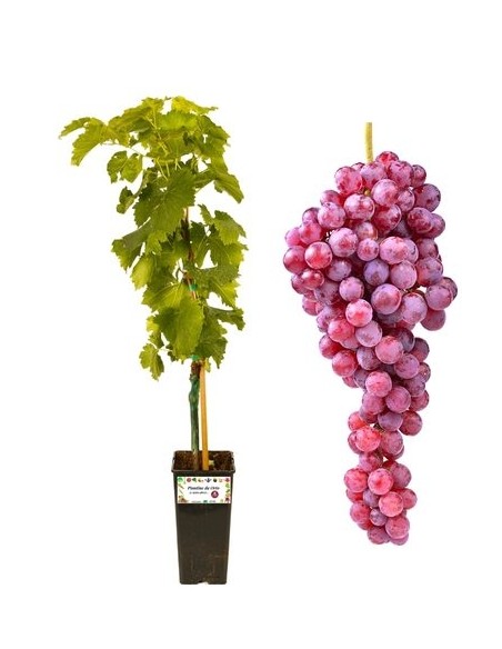 Zemira Rosata 2-Liter-Glas