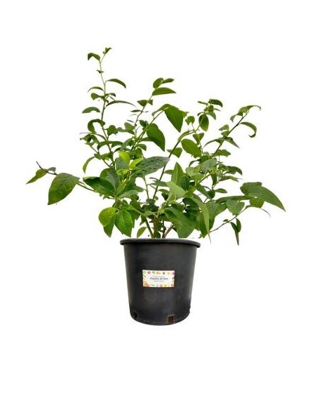 Kleinfrüchtige Heidelbeeren, 5-Liter-Glas