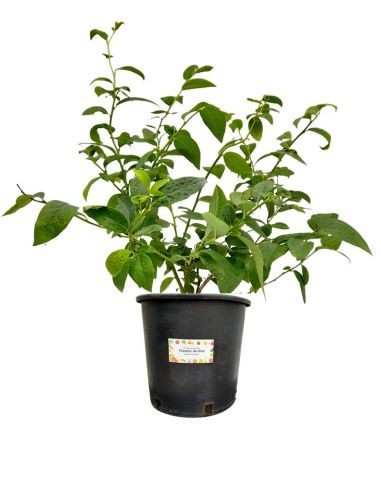 Sibirische Heidelbeeren, 5-Liter-Glas