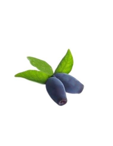 Mirtillo Siberiano Vaso 5L