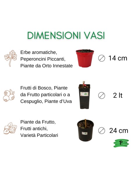 Mirtillo Siberiano Vaso 5L