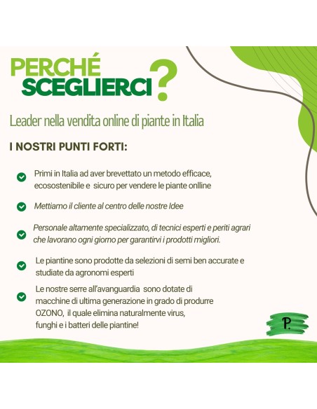 Mirtillo Siberiano Vaso 5L