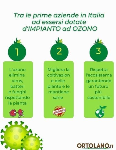 Mirtillo Siberiano Vaso 5L