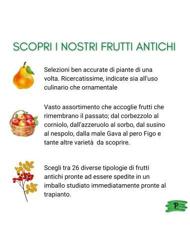 Mirtillo Siberiano Vaso 5L