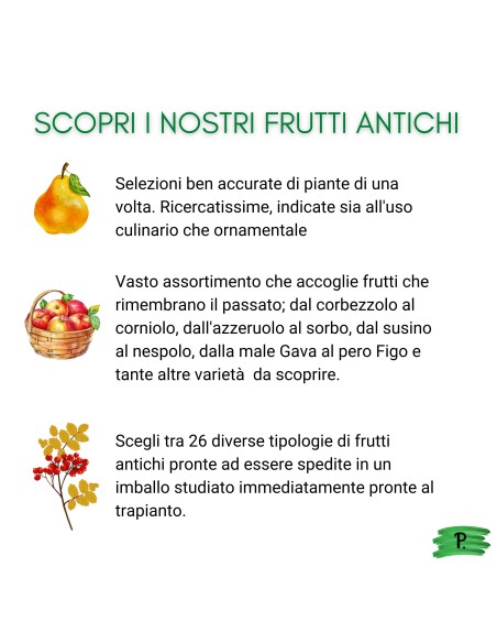 Mirtillo Siberiano Vaso 5L