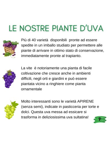 Mirtillo Siberiano Vaso 5L