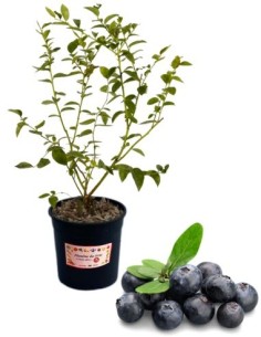 Riesen-Spätheidelbeeren, 5-Liter-Glas