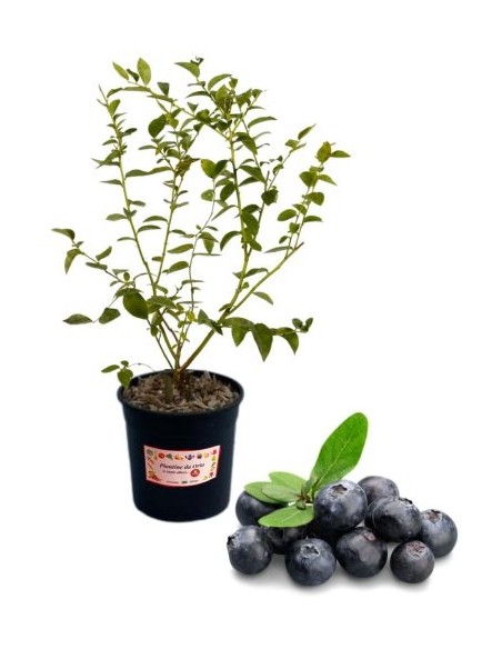 Riesen-Spätheidelbeeren, 5-Liter-Glas