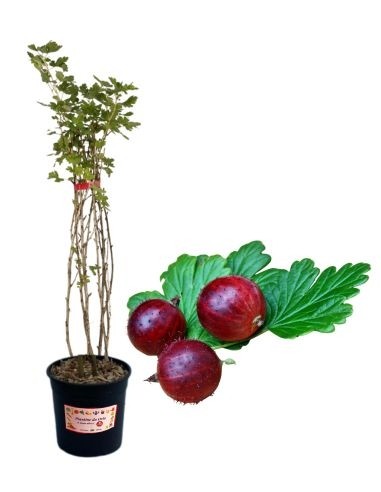 Rote Stachelbeeren, 5-Liter-Glas