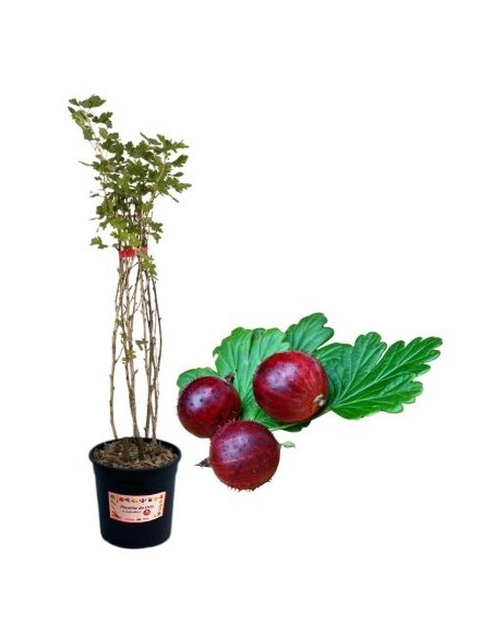 Rote Stachelbeeren, 5-Liter-Glas