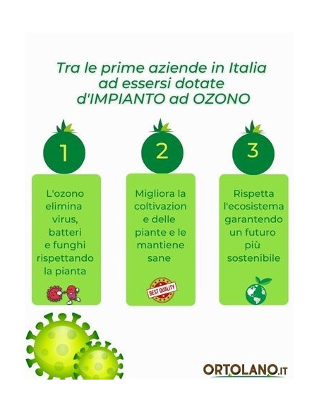 Mirtillo Rosso Cranberry