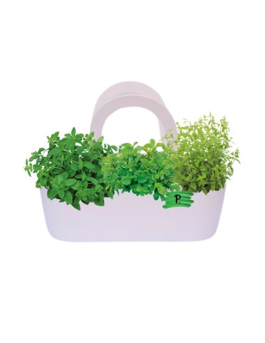 Aromi Bag già composta  Menta piperita -Menta glaciale -Menta spicata  