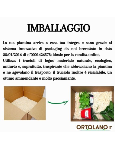 Aromi Bag già composta  Menta piperita -Menta...