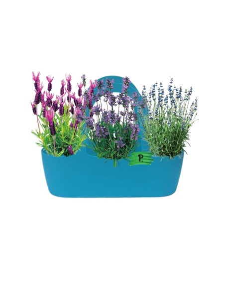 Aromi Bag già composta colore  Azzurra  (Lavanda Lavanda nana Lavanda Stoechas  )