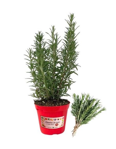 Rosmarino Vaso diametro 14