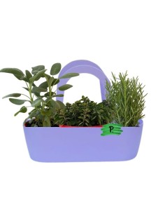 Aromi Bag già composta colore LILLA  (Rosmarino Salvia...
