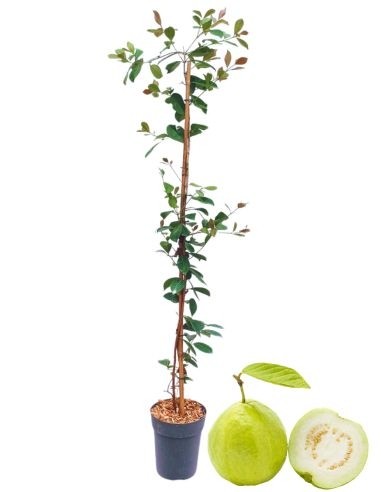 Guayaba Vaso 14