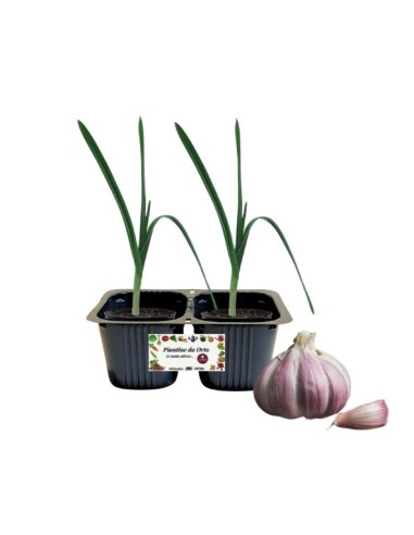 Aglione Vaso 10