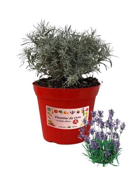 Lavanda Vaso diametro 14