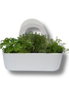 Aromabeutel, bereits zusammengestellt: Mutterkraut -...
